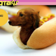 Image for article titled Shoppin' Cats and Dogs: The Winners